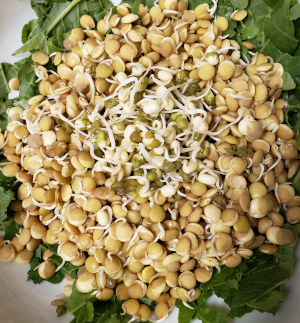 Sprouts on the salad, lentil and mung July 2021